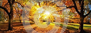 Amazing panoramic autumn scenery in a park
