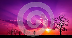 amazing panoramic sunrise or sunset sky with gentle colorful clouds. Long panorama, crop it.safari.