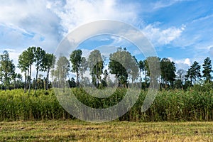 Amazing panoramic view of beautiful green rows of trees at the edge of the field. Rural countryside landscape background. End of
