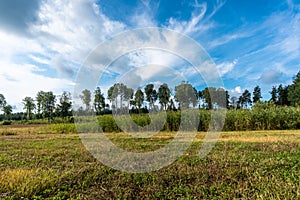 Amazing panoramic view of beautiful green rows of trees at the edge of the field. Rural countryside landscape background. End of