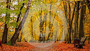 Amazing park of luminous autumnal colors.