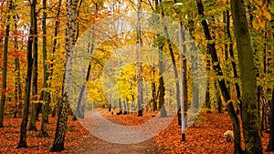 Amazing park of luminous autumnal colors.