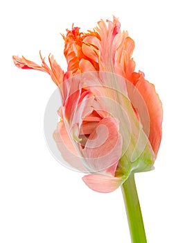 Amazing parrot. Parrot tulip closed flower head isolated on white background. Specialty tulip.