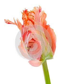 Amazing parrot. Parrot tulip closed flower head isolated on white background. Specialty tulip. photo