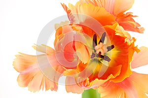 Amazing parrot. Parrot tulip open flower head isolated on white background. Specialty tulip. Macro.