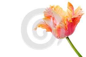 Amazing parrot. Pink and orange parrot tulip flower head isolated on white background. Specialty tulip. photo