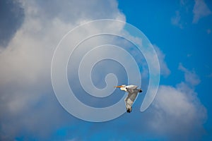 Amazing pelican flying with big span of wings