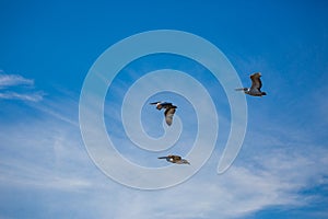 Amazing pelican flying with big span of wings