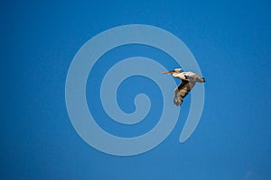 Amazing pelican flying with big span of wings