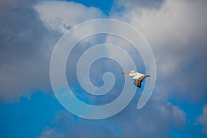 Amazing pelican flying with big span of wings