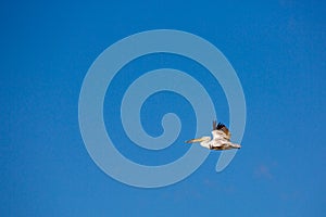 Amazing pelican flying with big span of wings