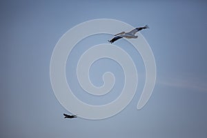 Amazing pelican flying with big span of wings