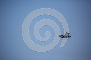 Amazing pelican flying with big span of wings