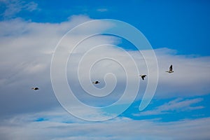 Amazing pelicans flying with big span of wings