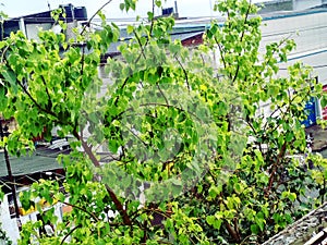 Amazing pepel leaf unique