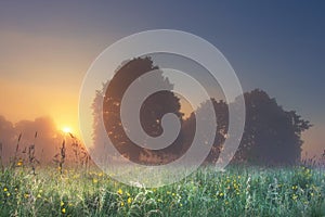 Amazing perfect landscape of summer meadow with trees in the foggy morning at bright sunrise with warm sunlight behind tree