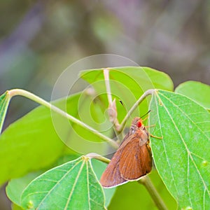 Amazing photo of  beautiful butterfly common  redeye  matapa aria sitting on green leaf. photo