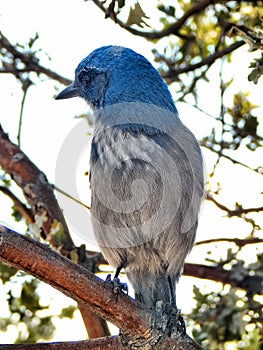 Side View of Blue Jay Bird on a Branch