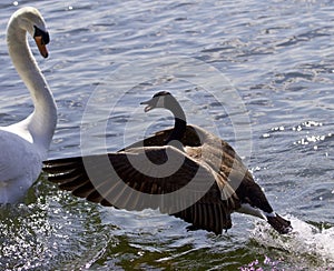 Amazing photo of the epic fight between a Canada goose and a swan