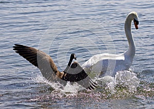Amazing photo of the small Canada goose attacking the swan