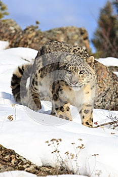 Amazing photograph of stalking snow leopard