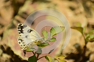 Amazing picture of bath white pontia daplidice    butterfly