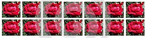 An amazing picture of a beautiful red roses in the garden! Card for Valentine`s Day!
