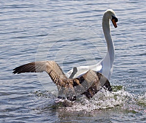 Amazing picture with the Canada goose attacking the swan on the lake