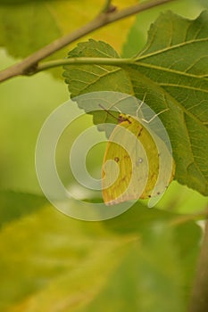 Amazing picture of common emigrant  catopsilia pomona  butterfly sitting on leaf