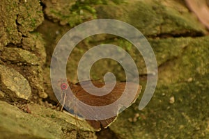 amazing picture of  common red eye matapa aria  butterfly