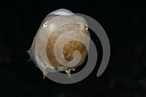 Amazing picture of dumbo octopus under the water