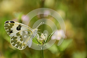 Amazing picture  of  bath white pontia daplidice  butterfly .