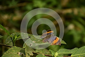 Amazing picture of orange oakleaf  kallima inachus  butterfly sitting on leaf