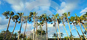 Amazing picture of palm tree\'s with tropical sky.