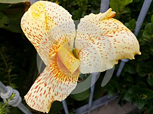 An amazing picture of a wonderful yellow flower with litlle red spots! Dark leaves beyond it!