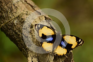 Amazing picture  yellow pansy junonia hierta   butterfly sitting on tree .         .