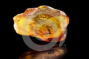Amazing piece of Baltic Amber with frozen in it ants. Photo on a black background