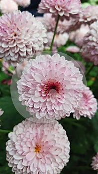 This is amazing pink flower with detail and great pictur in summer photo