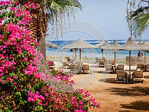 amazing pink flowers on a beach with sun umbrellas and lounges on vacation