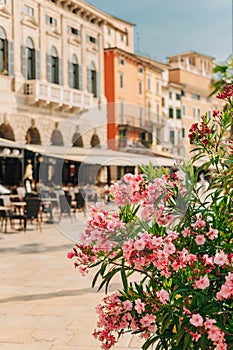 Amazing pink oleander flowers and blurred street cafe on a Piazza Bra, Verona, Italy
