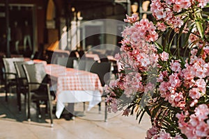 Amazing pink oleander flowers and blurred street cafe on a Piazza Bra, Verona, Italy