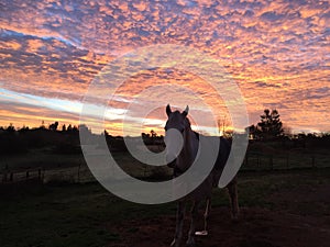 Amazing pink sky Sunrise with horse silhouette