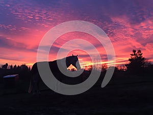 Amazing pink sky Sunrise with horse silhouette