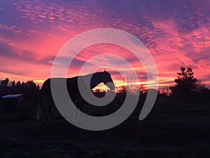 Amazing pink sky Sunrise with horse silhouette