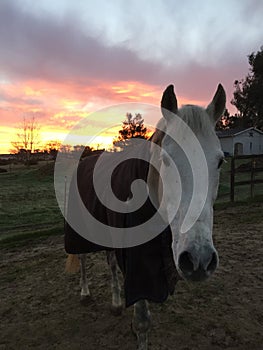 Amazing pink sky sunrise with horse wearing a black blanket