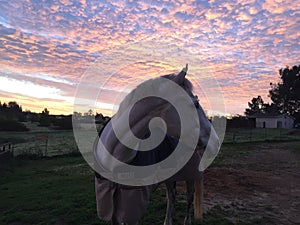 Amazing pink sky Sunrise with horse wearing a blanket
