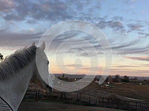 Amazing pink sky sunset with horse wearing a black blanket