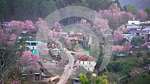 Amazing pink village in Thailand. Ban Rong Kla Phitsanulok Province video footage 4K