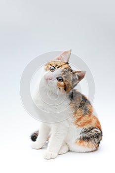 Amazing portrait of beautiful little pet cat kitty sitting on white background in studio with copy space posing