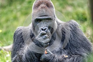 An amazing portrait of an endangered silverback mountain gorilla